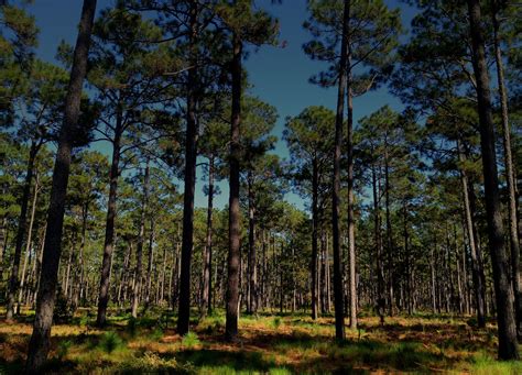 Forest Carbon Offset Development Green Assets