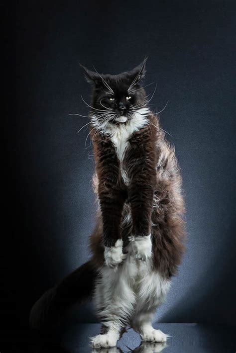 Standing Cats Photo Series By Swiss Photographer Alexis