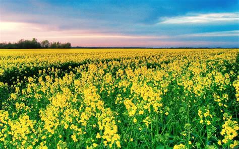 Yellow Canola Field Wallpapers Wallpaper Cave
