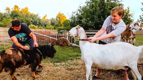 Ready Set Breed Crazy Goat Breeding Begins Youtube