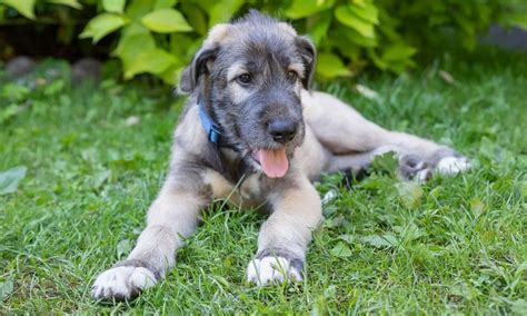 Irish Wolfhound Breed Characteristics Care And Photos Bechewy