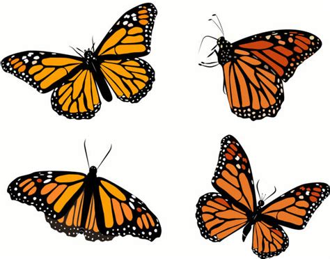 Monarch Butterfly Illustrations Royalty Free Vector Graphics And Clip