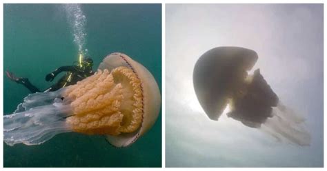 Human Sized Jellyfish Seen By Divers Just Off The British Coast Elite