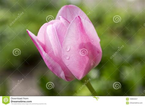 One Common Beautiful Spring Pink Tulip In Bloom With Raindrops In The