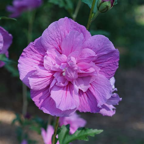 Hibiscus Dark Lavender Chiffon® Garden Crossings
