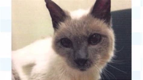 world s oldest cat dies days after breaking record itv news