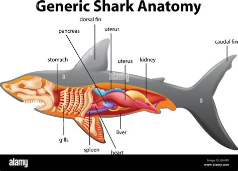 Anatomía Del Tiburón Genéricos Gráfico Ilustración Imagen Vector De