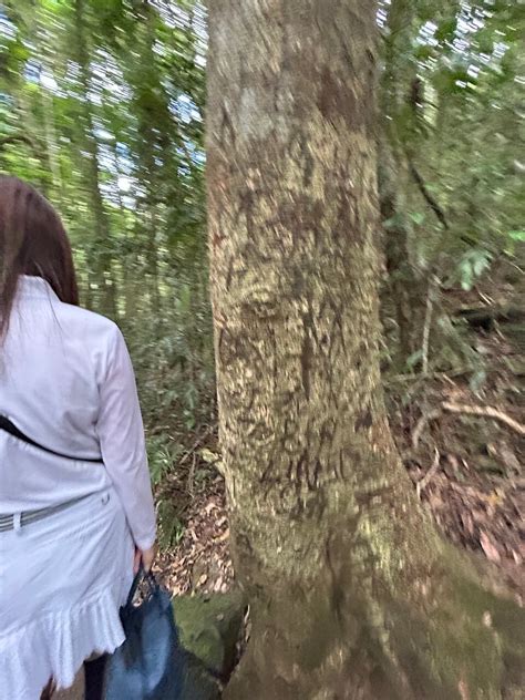 Springbrook Andtamborine Rainforest Tour Incl Natural Bridge And Glow