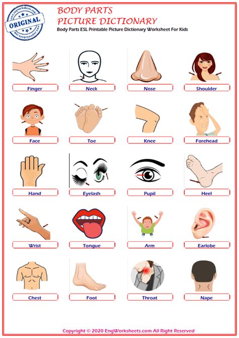 Printable worksheets illustrating body click on the thumbnails to get a larger, printable version. Free Printable English Body Parts ESL Worksheets, Body ...