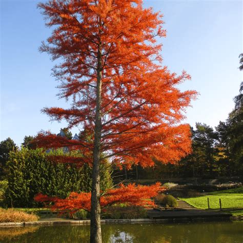 The Best Trees To Plant For Fall Colors Wachtel Tree Science
