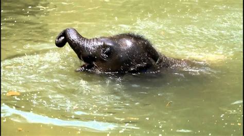 Baby Elephant Swimming Youtube