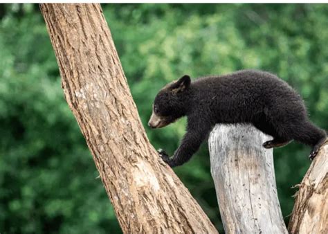 Can Bears Climb Trees Animal Pickings