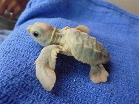 Baby Albino Turtle Sea Turtles Hatching Endangered Sea Turtles