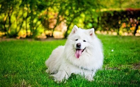 Download Wallpapers Samoyed White Fluffy Dog Pets