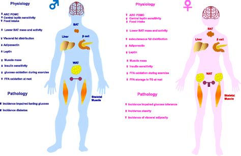 Sex Differences In Metabolic Homeostasis Diabetes And Obesity