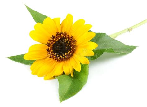 Sunflower With Green Leaf Isolated On White Background Stock Photo