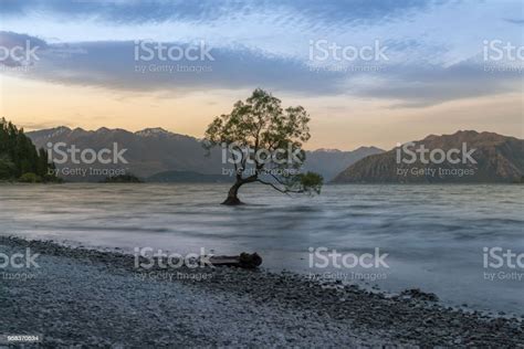 New Zealand Wanaka Lake With Alone Tree During Sunset Stock Photo
