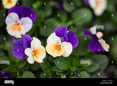 Johnny Jump Up Flower Hi Res Stock Photography And Images Alamy