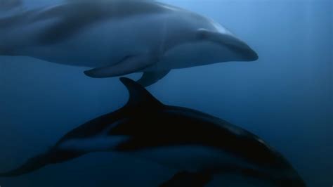 Why Are Dolphins Mammals The Aquatic Mystique