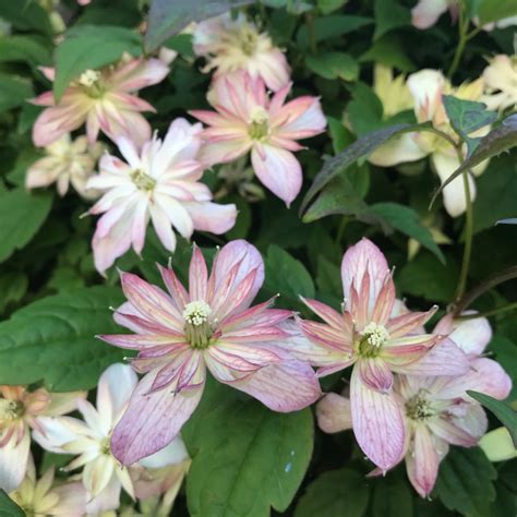 Clematis Montana Marjorie Clematis Marjorie In Gardentags Plant