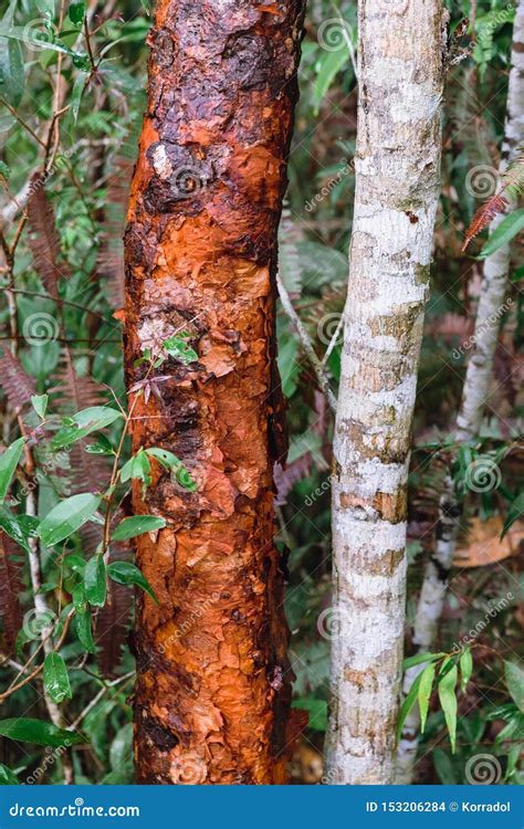 Red Bark Tree Of Syzygium Gratum In The Forest Stock Photo Image Of