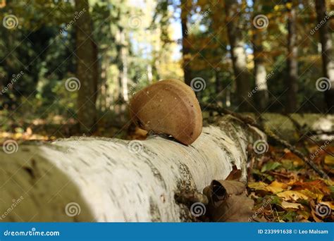 Mushrooms Grow On A Fallen Tree In The Forest Stock Photo Image Of