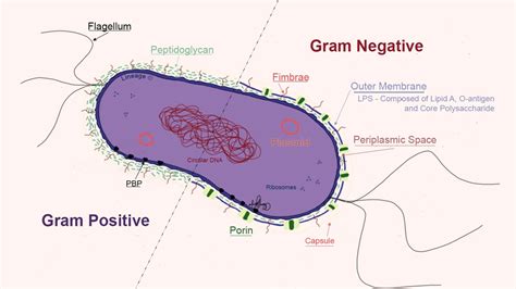 Gram Negative Bacteria Microbiology Medbullets Step 1