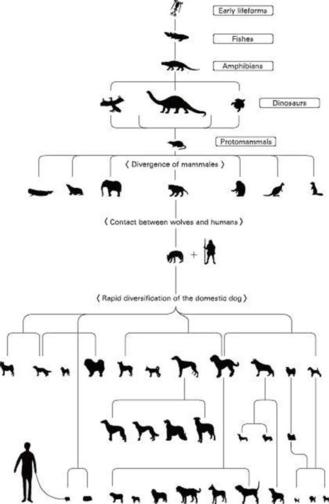 Dog Evolution Natural History