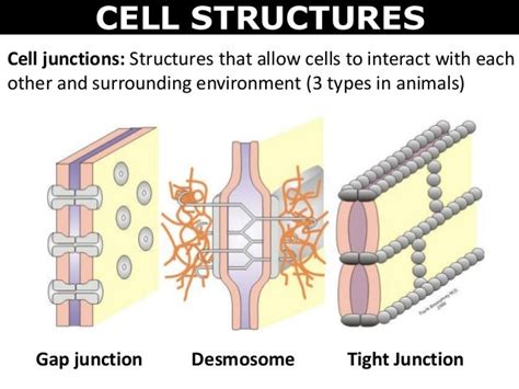 What Are The 3 Types Of Cell Junctions Desmosomes Patch Between