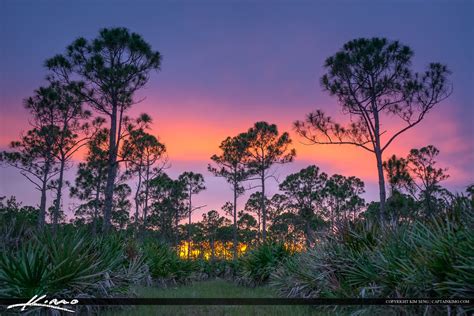 Forest Sunset Florida Landscape Palm Beach County Royal Stock Photo