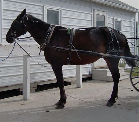 Pleasure Harness For Horses Donkeys And Mules Mini Thru Pony Size
