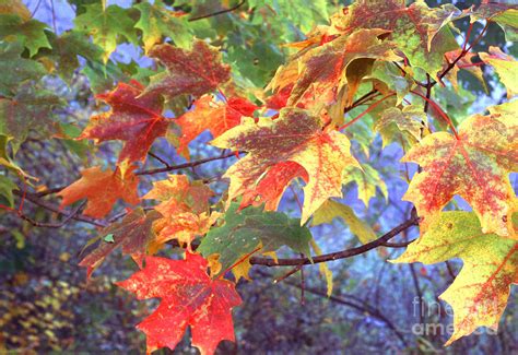 Sugar Maple Leaves Fall Color Photograph By Thomas R Fletcher Fine