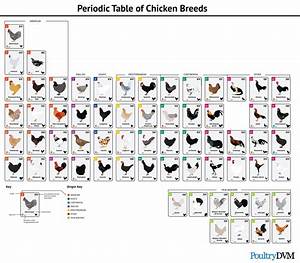 Pin By Rice On Chickens Chicken Breeds Chicken Breeds Chart