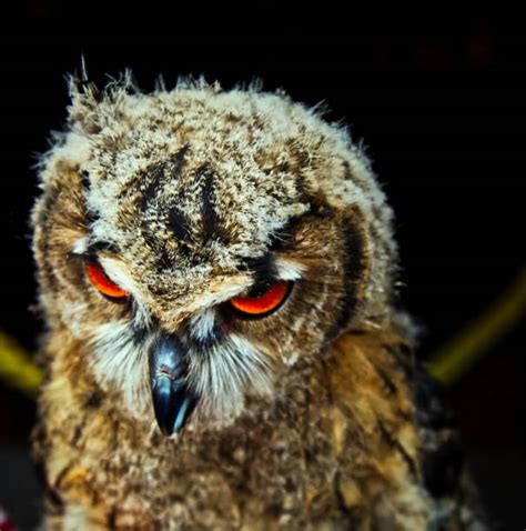 Angry Owl Stock Photos Pictures And Royalty Free Images Istock