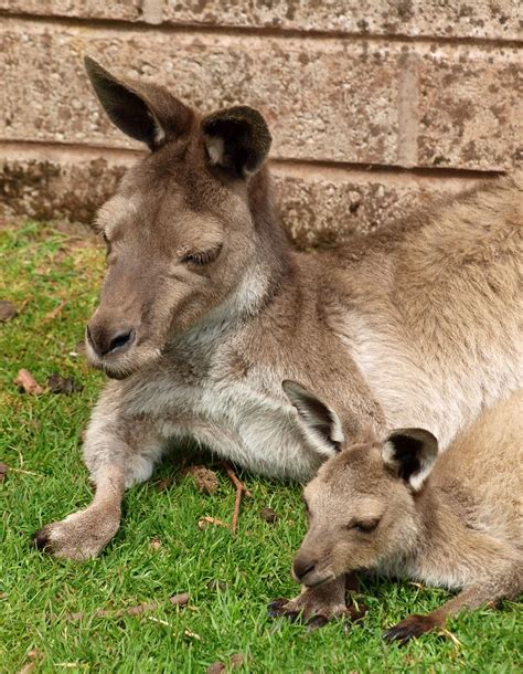 Kangaroo Mother And Baby Mark Gillingham Flickr