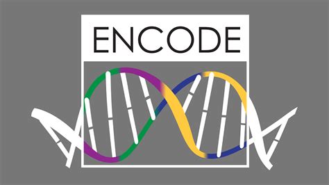 encode3 interpreting the human and mouse genomes cold spring harbor laboratory