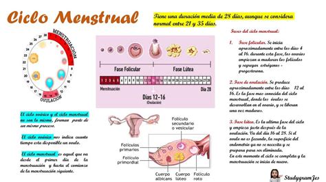 Ciclo Menstrual Menstruaci N Ciclo Sexual Femenino Udocz