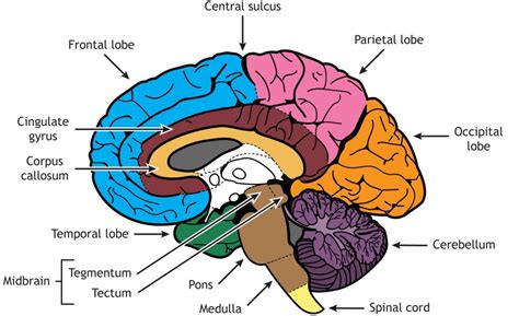 43 Brain Anatomy Medicine Libretexts