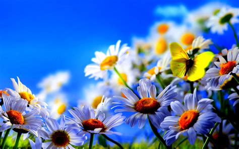 Free Download Desktop Wallpaper Spring Flowers 60 Images 2560x1600
