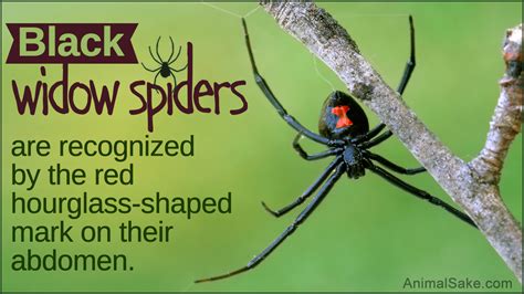 Black Widow Spider Actual Size Black Widow Spider Bite Causes