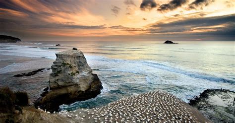 Muriwai Gannet Colony Auckland New Zealand