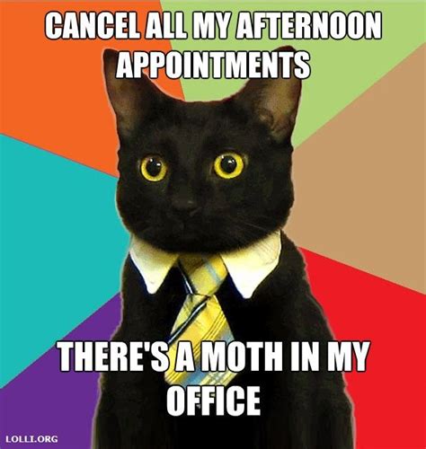 Business Cat Business Cat Meme Business Cat Cat Memes