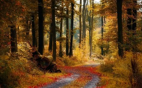 Красота осеннего лесаСкачать обои для рабочего стола картинки фото