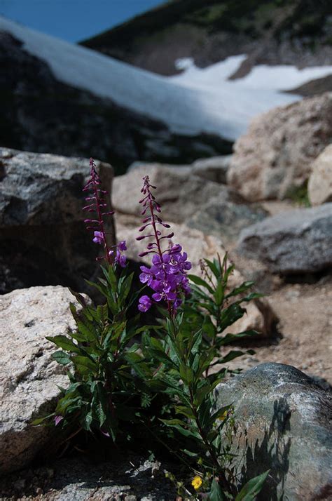 Alpine Wildflower Photograph By Chris Enright Fine Art America