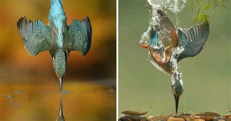 Photographer Captures Perfectly Symmetrical Kingfisher Dive After 6