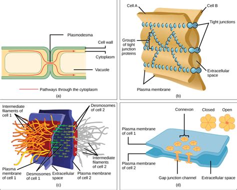 Animal cell wall vs plant cell wall. Eukaryotic Cells | Biology I
