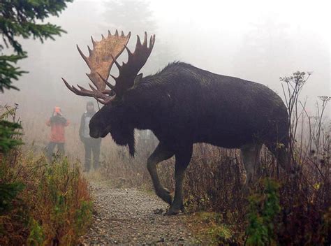 The Large Size Of The Majestic Moose Is Illustrated Well In This