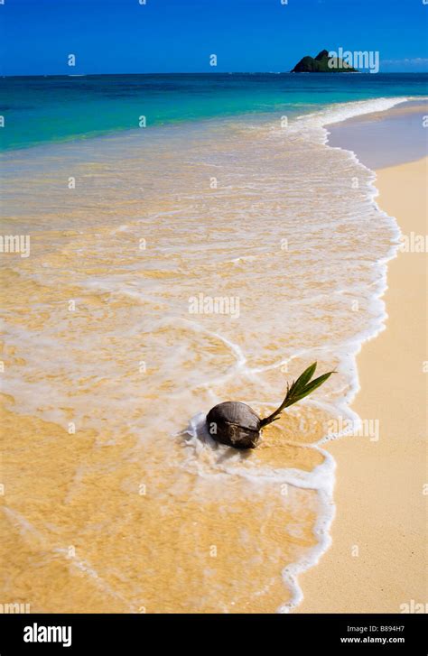 A Sprouting Coconut Washed Up On The Shore Of A Tropical Beach In