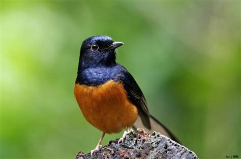 Why don't you let us know. 6 Tips Membeli Burung Murai Batu Medan yang Bagus