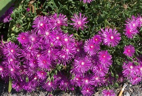Questi non sono fiori, quindi il colore è presente tutto l'anno. poca terra in giardino - Forum Arredamento.it
